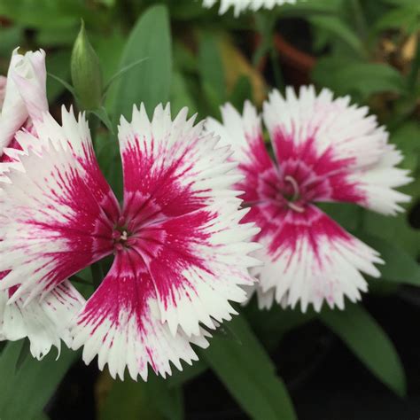 Where to buy edible flowers uk. Dianthus | Our Edible Flowers | The Flower Deli