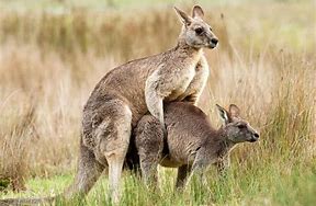 Image result for images of kangaroos