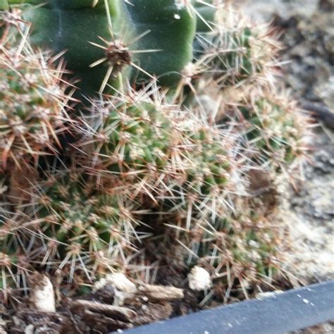 So Many Little Prickly Babies From Our Mother Cactus These Little Guys