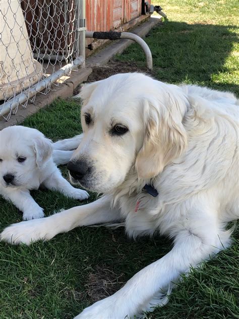 We are always updating our inventory with the best new pet products that you and your pet will love, so check back often to see what new products we are featuring on the site! Our Dogs - UTAH ENGLISH CREAM GOLDEN RETRIEVERS