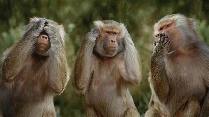 Evil Hear Say Three Baboons Performing Speak
