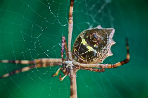 Spinneret A Spinneret Is A Spiders Silk Spinning Organ I Flickr