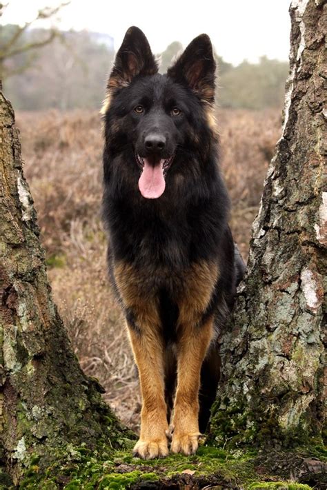 The 25 Best Black German Shepherd Puppies Ideas On Pinterest German