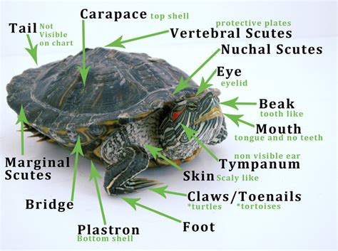 Types Of Turtles And Tortoises How To Take Care Of A Turtle Types
