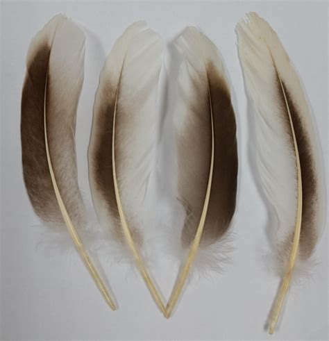 Goose Feathers Goose Coquille Tail Feathers Pointers