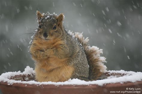 10 Nutty Facts To Make You Appreciate Squirrels The