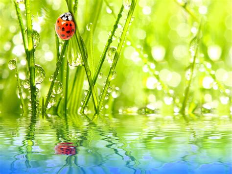 Wallpaper Sunlight Leaves Animals Nature Reflection Grass Water