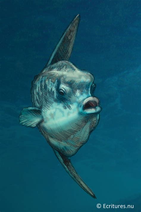 De maanvis behoort tot de meest populaire aquariumvissen. Ecritures