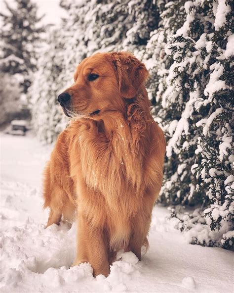 A Golden Retriever Standing In The Snow Next To Some Evergreens And