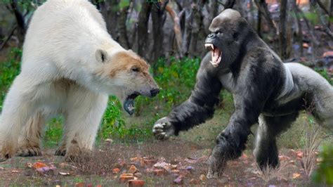 Polar Bear Vs Gorilla Who Will Win Animal Tv Hindi