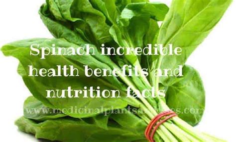 Spinach Incredible Health Benefits And Nutrition Facts