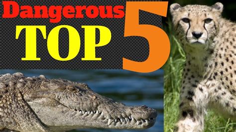 Top 5 Dangerous Animals In The World Leefire Entertainment Youtube