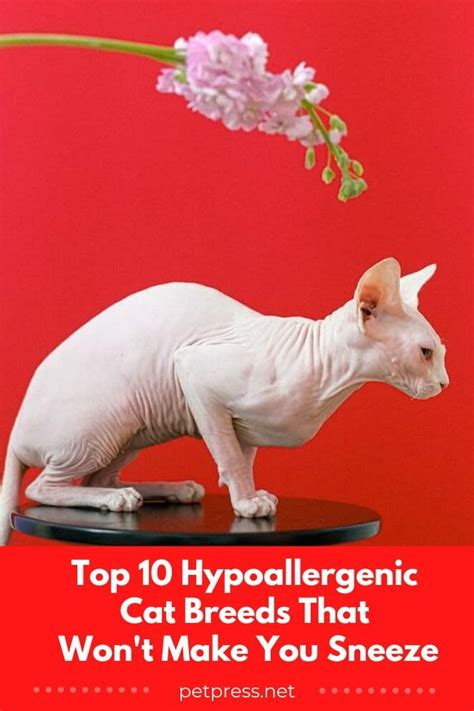 Top 10 Hypoallergenic Cat Breeds That Wont Make You Sneeze