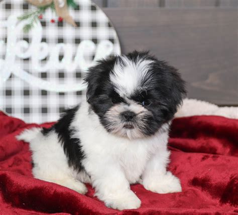 Find picardy shepherd breeders near you using our searchable directory. Lancaster Ohio Puppies For Sale - Animal Friends