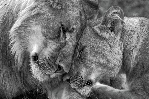Lions Loving Each Other