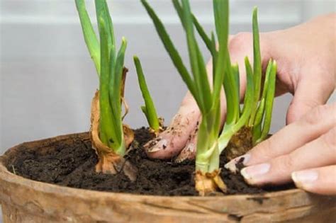 How To Grow Onions In Pots The Right Way Planting Onions Planting