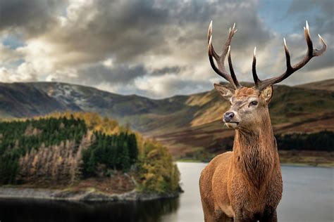 Majestic Autumn Fall Landscape Of Hawes Water With Red Deer Stag