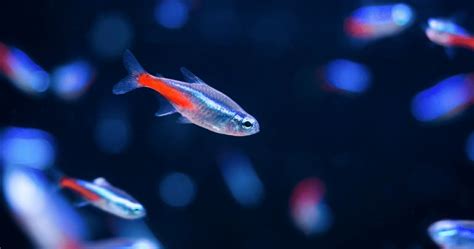 How Much Do Neon Tetras Cost Neon Tetra Price Guide