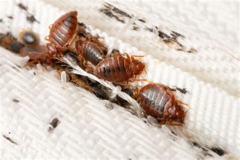 How To Avoid Bed Bugs When Traveling Burns Pest Elimination