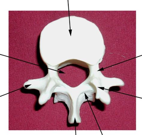 Lumbar Vertebrae Diagram 1 Diagram Quizlet