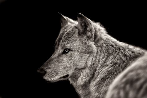 Animal Wolf 4k Ultra Hd Wallpaper