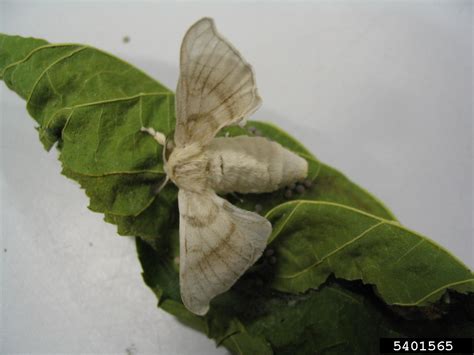 Silkworm Bombyx Mori