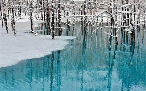 Beautiful Frozen Forest Wallpaper 1920x1200 29339