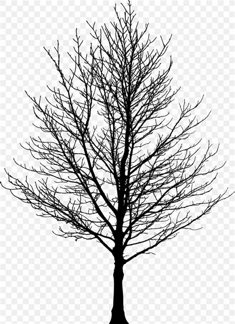 Tree Forest Sugar Maple Drawing Clip Art Png 1680x2314px Tree Birch