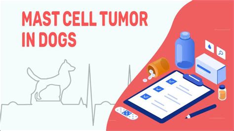 Mast Cell Tumor In Dogs Diagnosis Treatment And Prognosis Petmoo