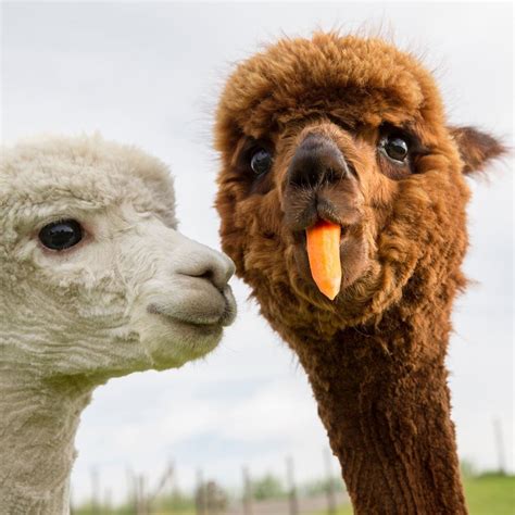 Cute And Funny Alpaca Couple Tries To Learn Their Baby Alpaca To Eat
