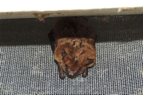 Maryland Biodiversity Project Big Brown Bat Eptesicus Fuscus