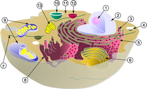 Dibujo De La Estructura De La Celula Eucariota Compartir Celular