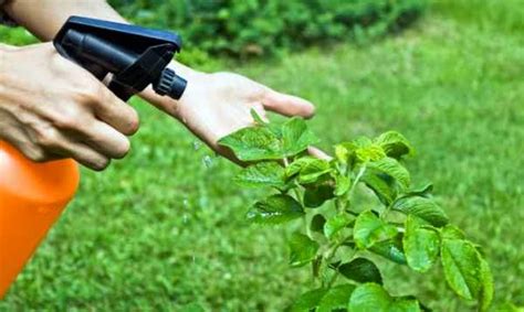 14 maneras naturales de controlar las plagas de jardín Como plantar org