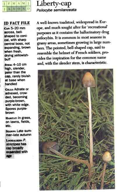 Liberty Cap Mushroom Identification All Mushroom Info