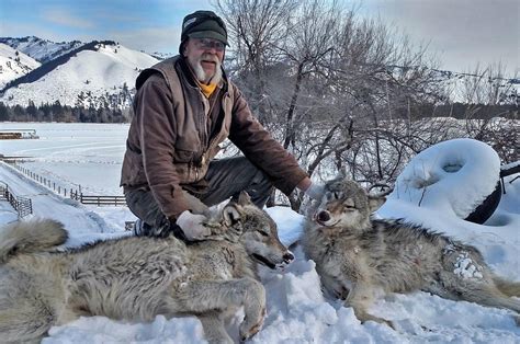 Montana Wolf Harvest Update 2.1.19 - Montana Hunting and Fishing