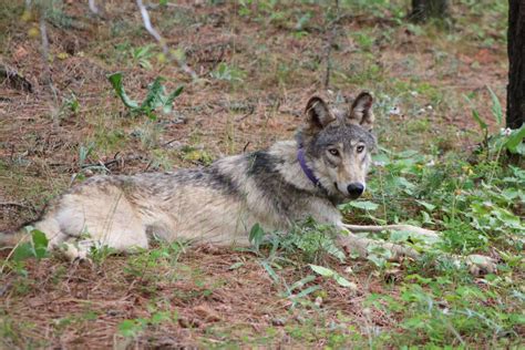 Oregon Born Gray Wolf Dies After Epic California Trek