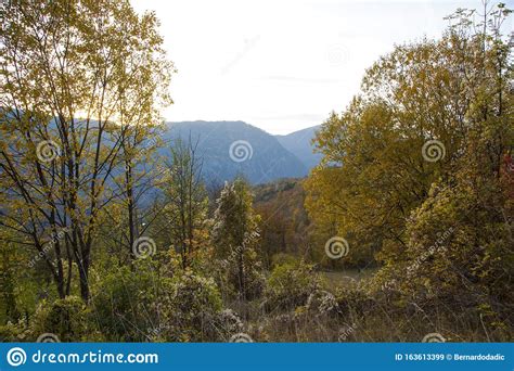 Beautiful Nature In Montenegromountains Forest And Canyon Of The