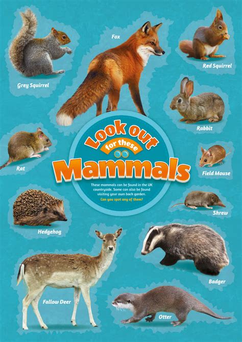 Mammals Identification Poster Perfect School Nature Areas And Gardens