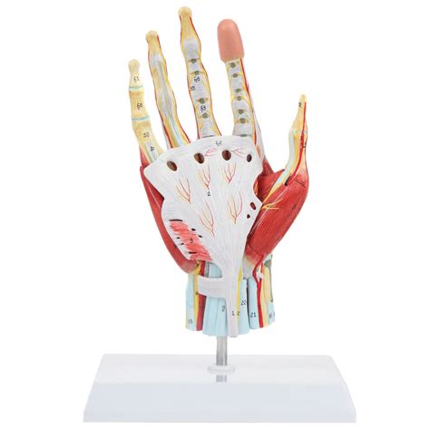 Axis Scientific Anatomy Model Of Hand With Muscles Ligaments Nerves