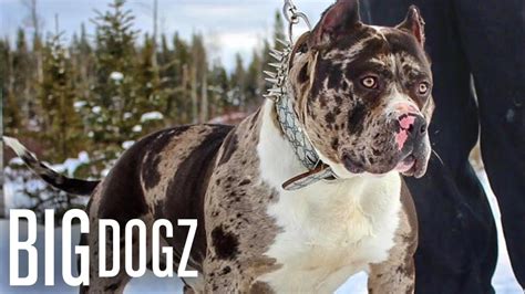 Our puppy pitbulls are nothing short of greatness. Meet Aftermath: The 130lb Superstar Merle Bully | BIG DOGZ ...
