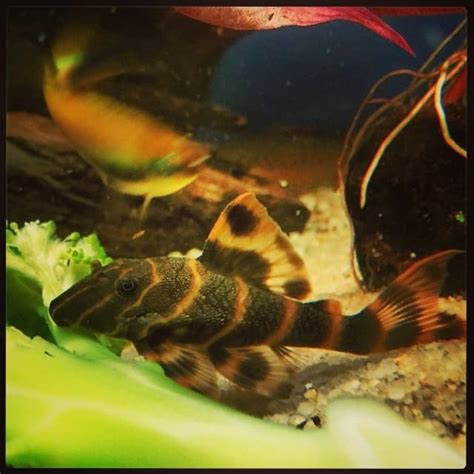 Clown Pleco Guide Size Care Food And Tank Mates