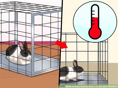 How To Keep Rabbits Warm In Sub Zero Weather With Pictures