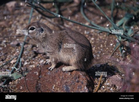 Round Tailed Ground Squirrel Hi Res Stock Photography And Images Alamy