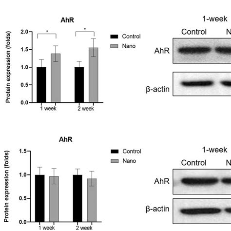 Immunofluorescence Analysis Of AhR Expression The AhR Protein Level