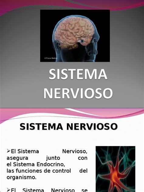 Diapositivas Del Sistema Nervioso Neurona Cerebro