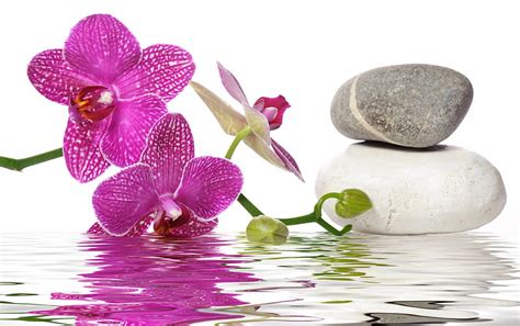 Orchid Spa Petals Stones Hd Wallpaper Peakpx
