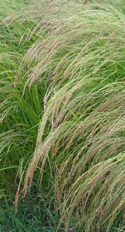 What Is Teff Lovegrass Ethiopia