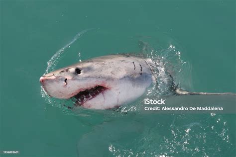 Great White Shark Carcharodon Carcharias Spyhopping Off Mossel Bay