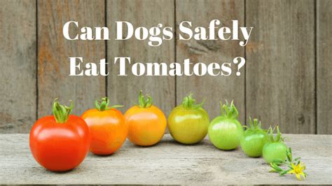 Can Dogs Eat Tomatoes Smart Dog Owners
