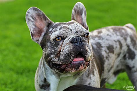 Französische Bulldogge Rüde 3 Jahre Blue Merle